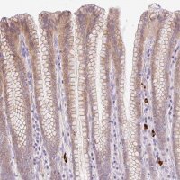 Anti-LHFPL5 antibody produced in rabbit 