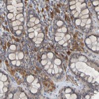 Anti-LILRB5 antibody produced in rabbit 