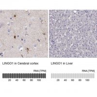 Anti-LINGO1 antibody produced in rabbit 