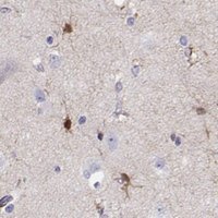 Anti-LINGO1 antibody produced in rabbit 