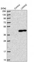 Anti-LMAN2 antibody produced in rabbit HPA003927-100UL