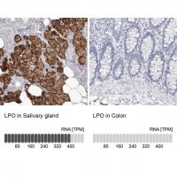 Anti-LPO antibody produced in rabbit 