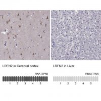 Anti-LRFN2 antibody produced in rabbit