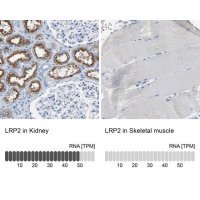Anti-LRP2 antibody produced in rabbit