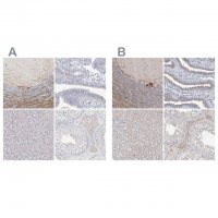 Anti-LRP2BP antibody produced in rabbit 
