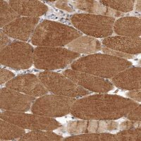 Anti-LRP5L antibody produced in rabbit 