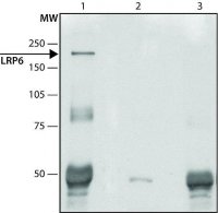 Anti-LRP6 (C-terminal) antibody produced in rabbit 