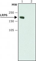 Anti-LRP6 (C-terminal) antibody produced in rabbit 