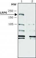Anti-LRP6 antibody produced in rabbit