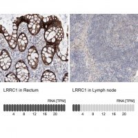 Anti-LRRC1 antibody produced in rabbit HPA031603-100UL