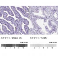Anti-LRRC18 antibody produced in rabbit 