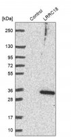 Anti-LRRC18 antibody produced in rabbit 
