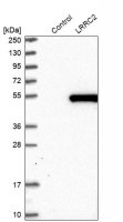 Anti-LRRC2 antibody produced in rabbit HPA039138-100UL