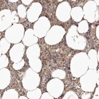 Anti-LRRC25 antibody produced in rabbit