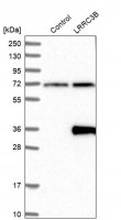 Anti-LRRC3B antibody produced in rabbit 
