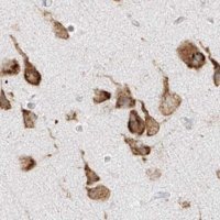Anti-LRRC59 antibody produced in rabbit 
