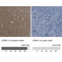 Anti-LRRN1 antibody produced in rabbit 