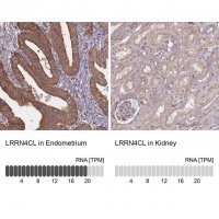 Anti-LRRN4CL antibody produced in rabbit 