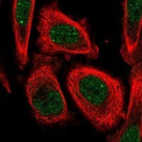 Anti-LSM10 antibody produced in rabbit