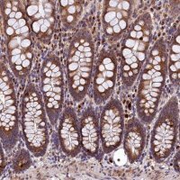 Anti-LSM4 antibody produced in rabbit 