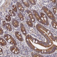 Anti-LSM5 antibody produced in rabbit HPA019054-100UL
