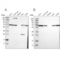 Anti-LTA4H antibody produced in rabbit 