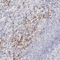 Anti-LTB4R antibody produced in rabbit 