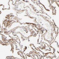 Anti-LTBP2 antibody produced in rabbit 