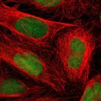 Anti-LTBP2 antibody produced in rabbit 