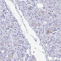 Anti-LTF antibody produced in rabbit 