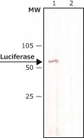 Anti-Luciferase antibody, Mouse monoclonal L2164-.2ML