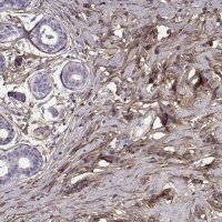 Anti-LUM antibody produced in rabbit 