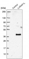 Anti-LURAP1L antibody produced in rabbit