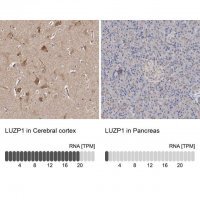 Anti-LUZP1 antibody produced in rabbit