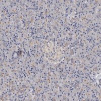 Anti-LUZP1 antibody produced in rabbit