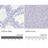 Anti-LUZP4 antibody produced in rabbit 