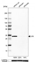 Anti-LXN antibody produced in rabbit 