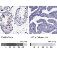 Anti-LYAR antibody produced in rabbit 
