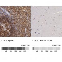 Anti-LYN antibody produced in rabbit