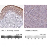 Anti-LYPLA1 antibody produced in rabbit