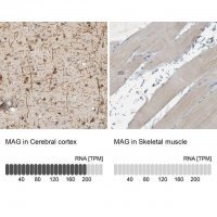 Anti-MAG antibody produced in rabbit 