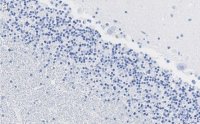 Anti-MAG Antibody, clone 1I6 ZooMAb® Rabbit Monoclonal