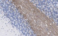 Anti-MAG Antibody, clone 513 ZooMAb� Mouse Monoclonal 