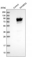 Anti-MAGED2 antibody produced in rabbit 