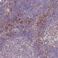 Anti-MAGEF1 antibody produced in rabbit 