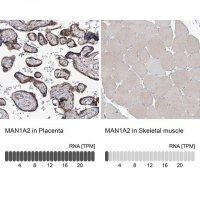 Anti-MAN1A2 antibody produced in rabbit 