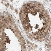 Anti-MANF antibody produced in rabbit 