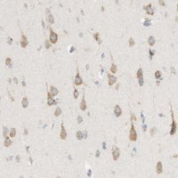 Anti-MANF antibody produced in rabbit 