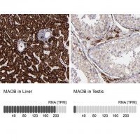Anti-MAOB antibody produced in rabbit HPA002328-100UL