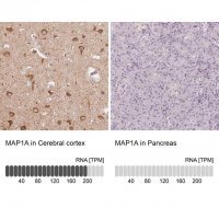 Anti-MAP1A antibody produced in rabbit